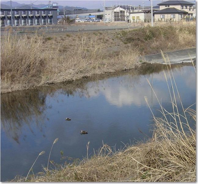 25鴨のいる川.JPG