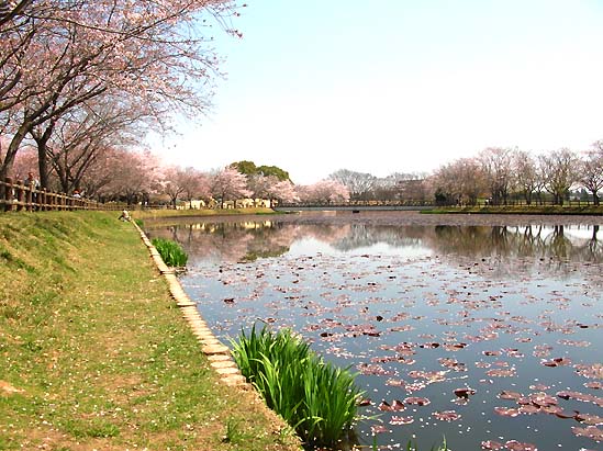 乙戸沼公園