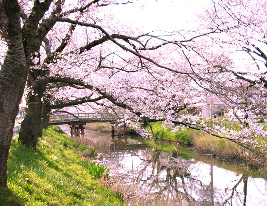 新川の桜