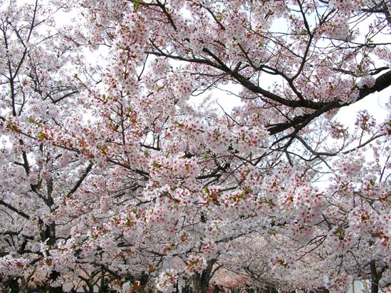 綺麗な桜.jpg