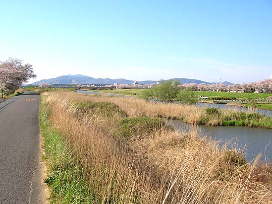 ピュン丸の住む街の桜川