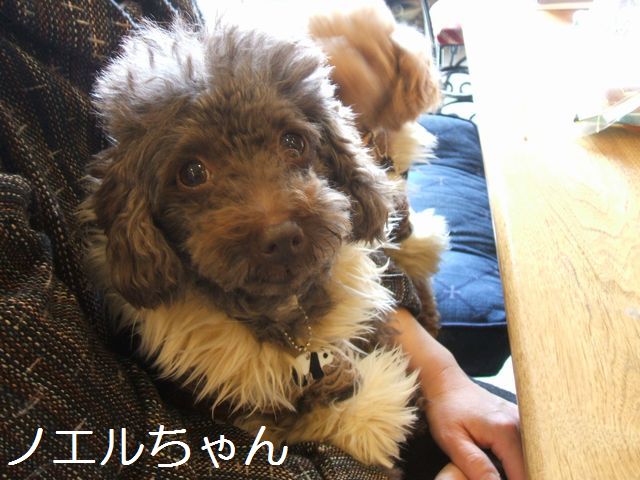 ノエルちゃん