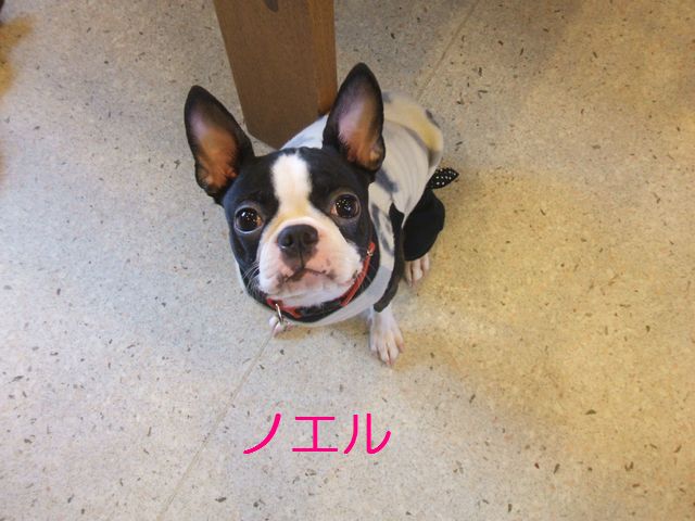ノエル