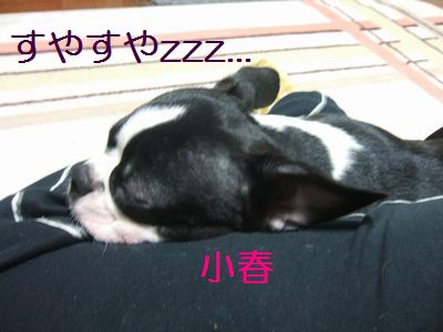 小春すやすやｚｚｚ