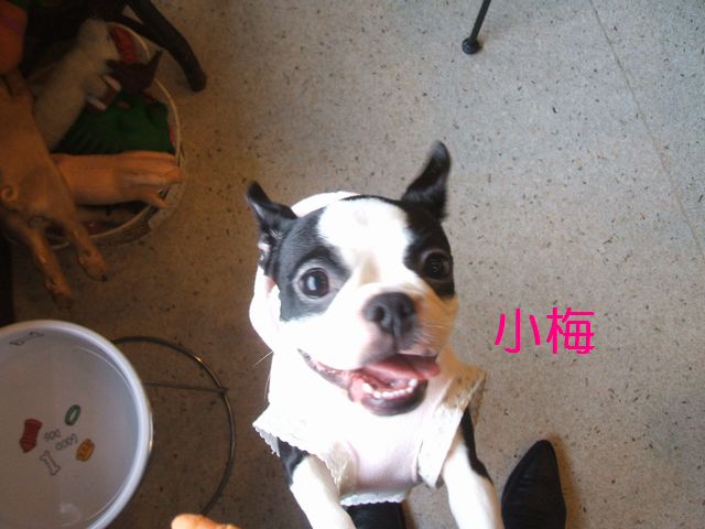 小梅 Dog Cafeにて