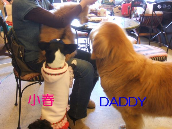 小春＆DADDY