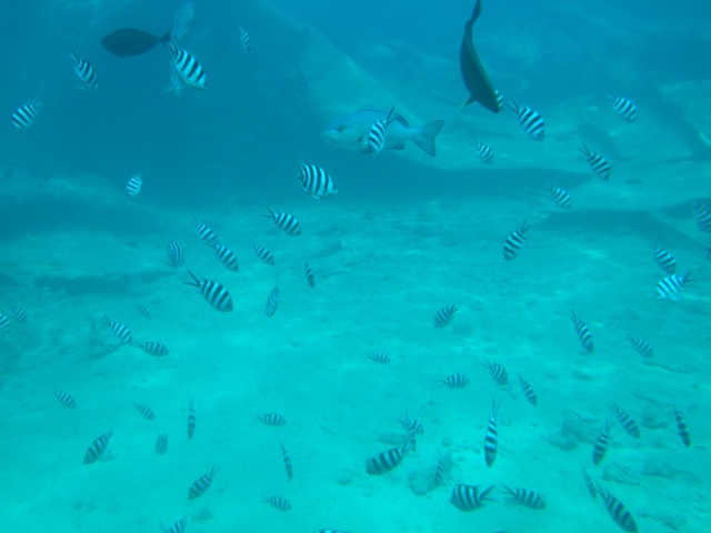 サブマリンツアー 魚.JPG