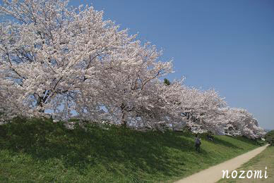 志波む桜.jpg