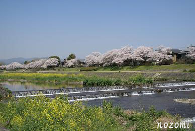 菜の花と桜.jpg