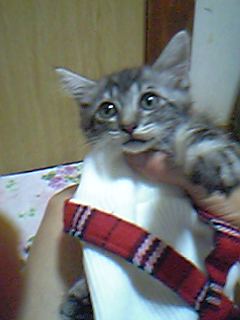 これも