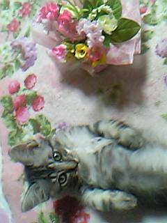 これもまた臍天