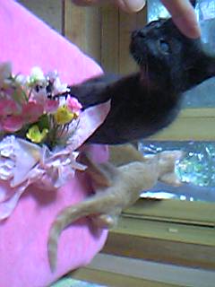 黒猫ペコ