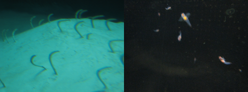 ニョロニョロ&クリオネ