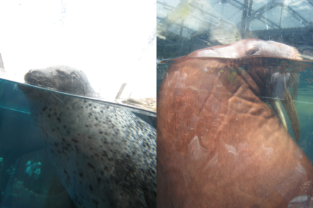 ごまちゃん&セイウチ