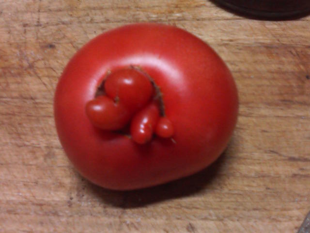 111224tomato