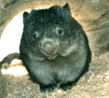 628wombat