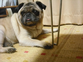 オークション出展待ち 001.jpg