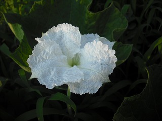 オークション出展待ち 001.jpg