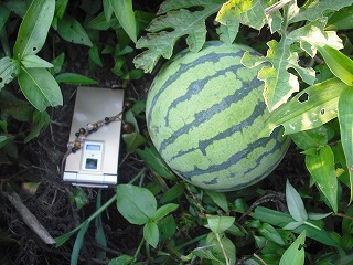 オークション出展待ち 003.jpg