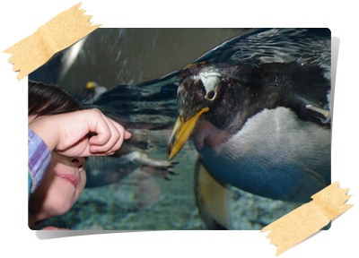 ﾍﾟﾝｷﾞﾝ.JPG
