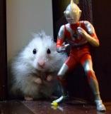 img0e7a95a0zik2zj.jpg