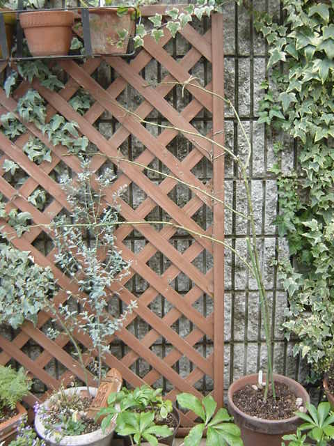DSC09954.JPG
