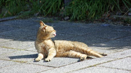 寝ぼけ猫