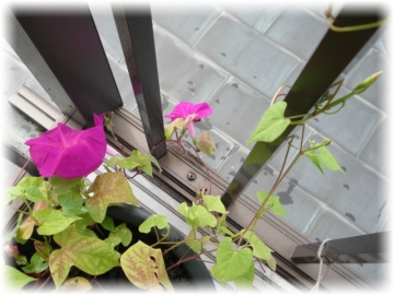 ど根性朝顔の花