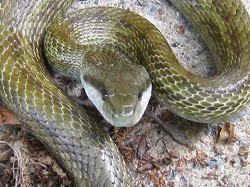 アオダイショウ