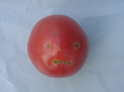 人面トマト