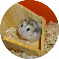 tiro2.jpg