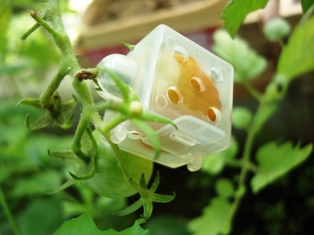 20110729 lost tomato 3.jpg