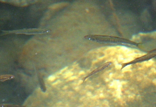20111003 fish in Silgae stream.jpg