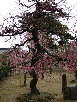DSCN0023結城の錦紅梅.JPG