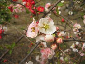 IMG_6660-1.JPG