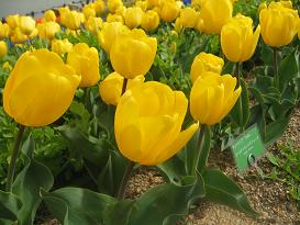 IMG_6605-1.JPG