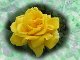 rose-s