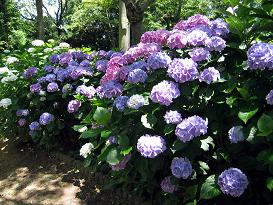 山上公園のあじさい１-s.JPG