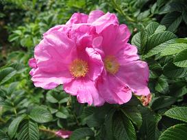 IMG_8201はまなす-s.JPG
