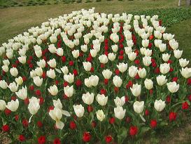 IMG_6697-1.JPG