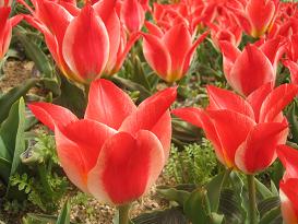 tulip1