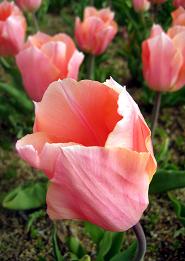 tulip2