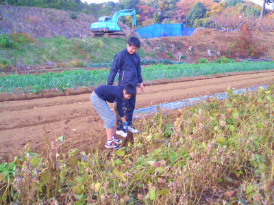 大豆収穫2011-1