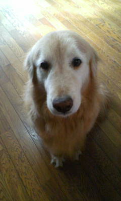 doggy1
