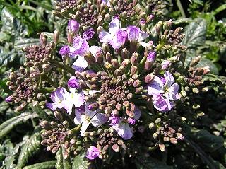 daikonn桜島大根の花