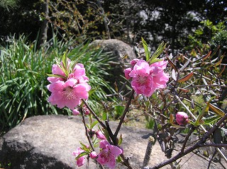 hanamomoはなもも０４０４