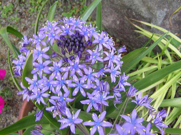 hana010501  シラー