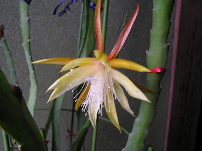 kuzyakusabotenn060412