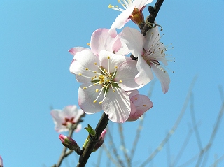 a-monndoア－モンド０４０６