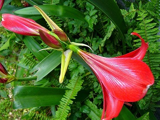 amaririsu0604 higasannmorai